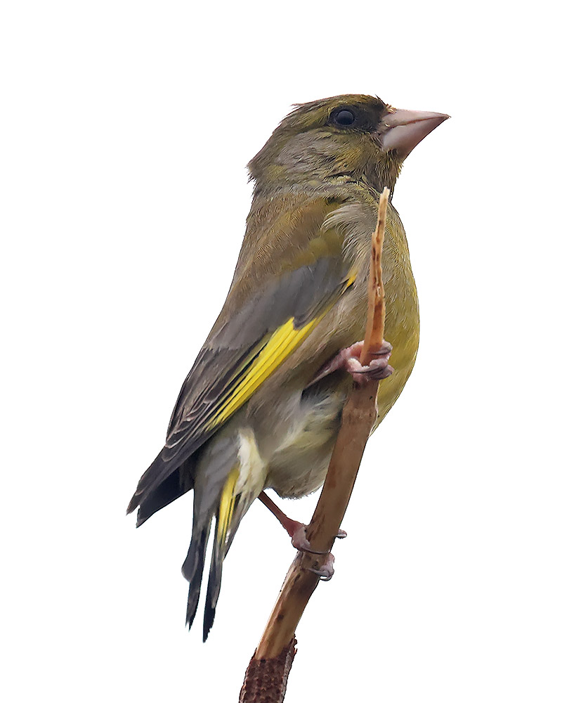Greenfinch