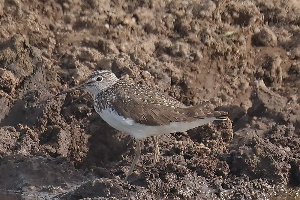 Green sandpiper