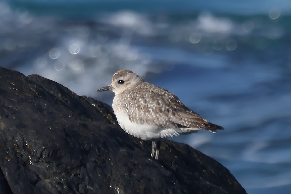 Grey plover