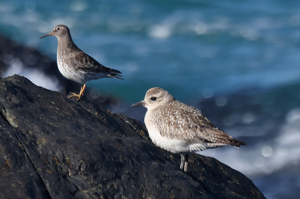purple sandpiper and grey plover