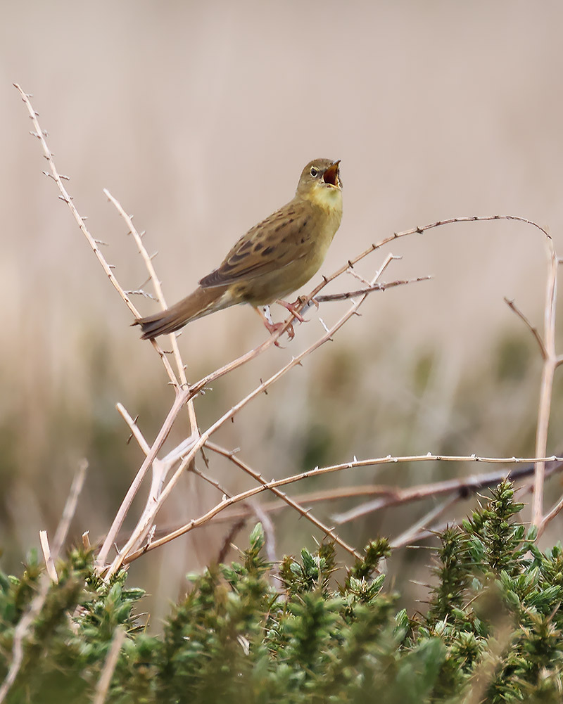 Grasshopper warbler