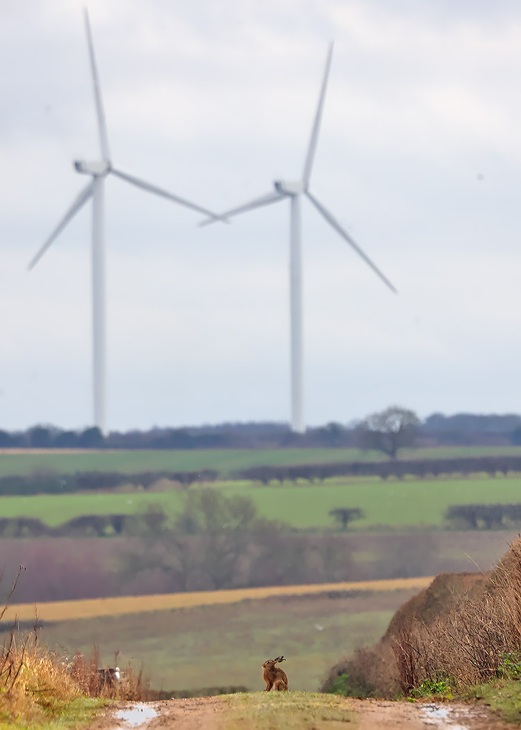 Brown hare and turbines