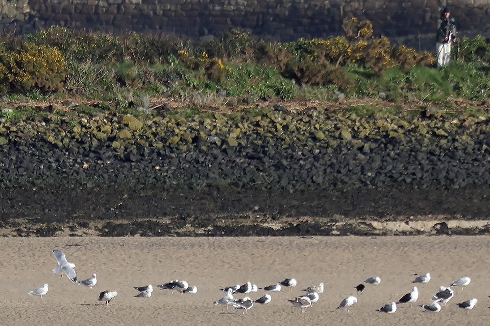 Hayle gulls, including Iceland. 