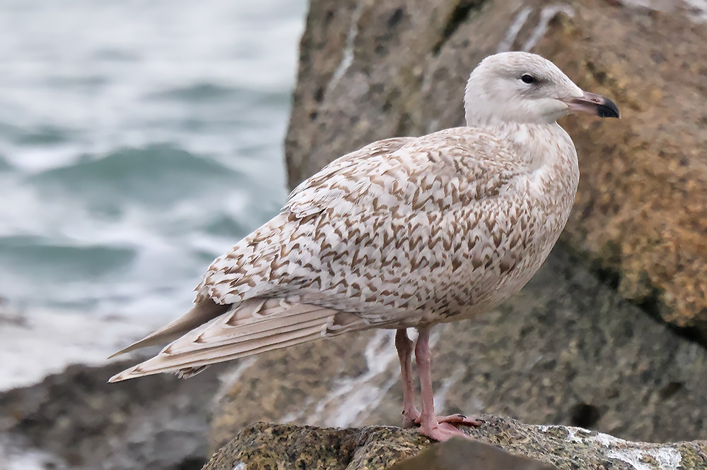 Iceland gull