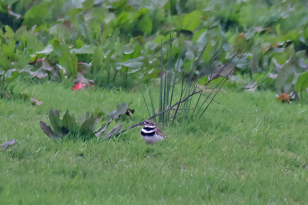 Killdeer