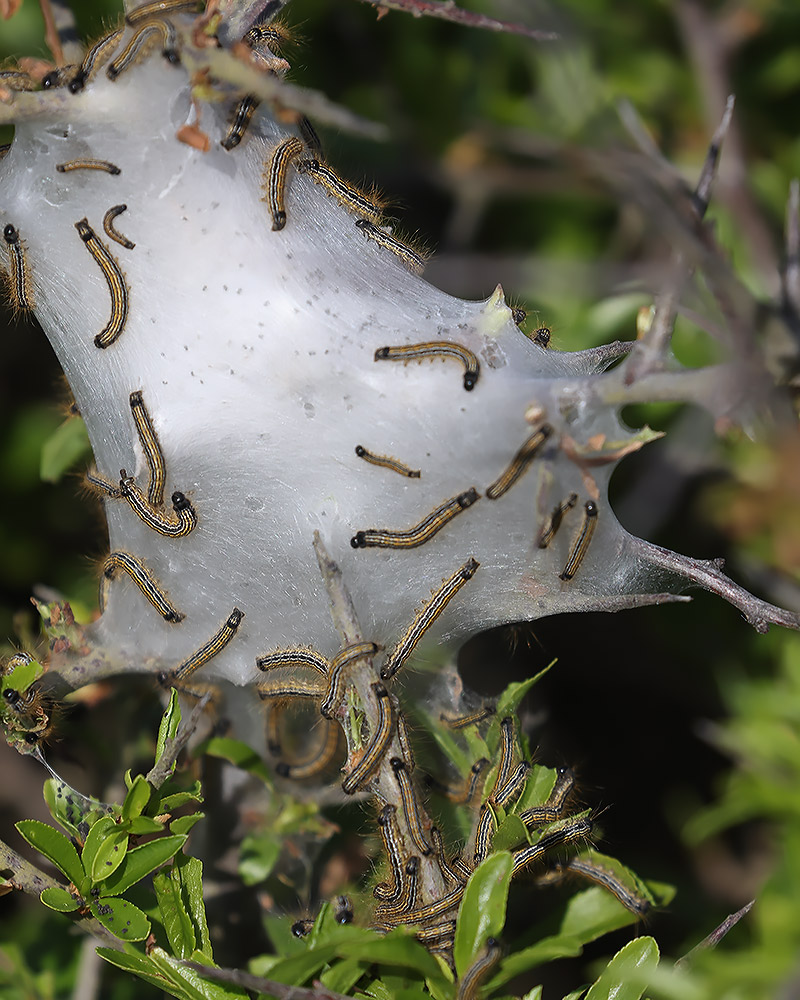 Lackey moth larvae
