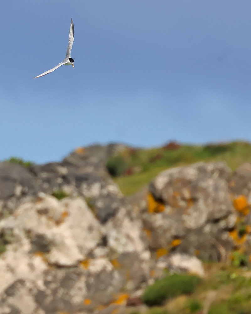 Little tern