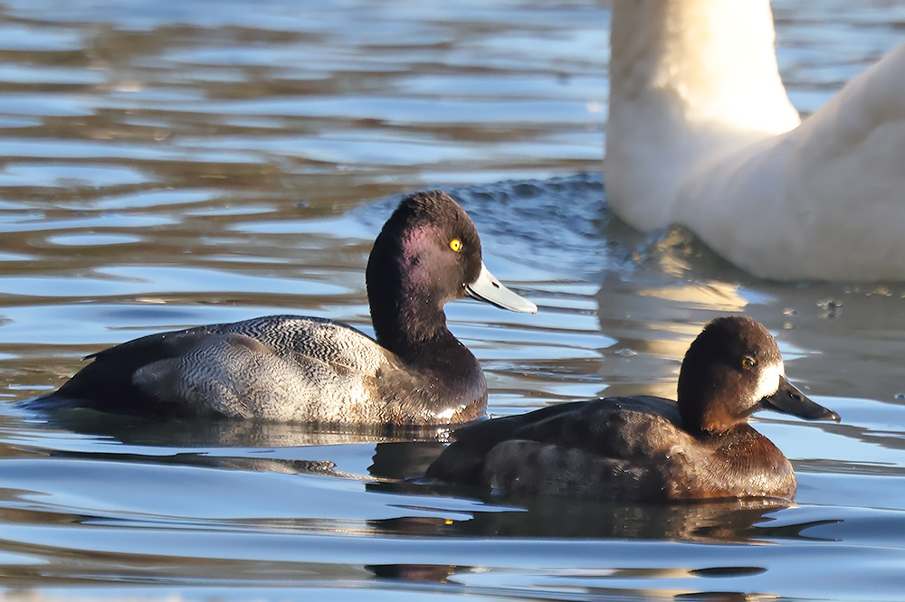 Lesser scaup