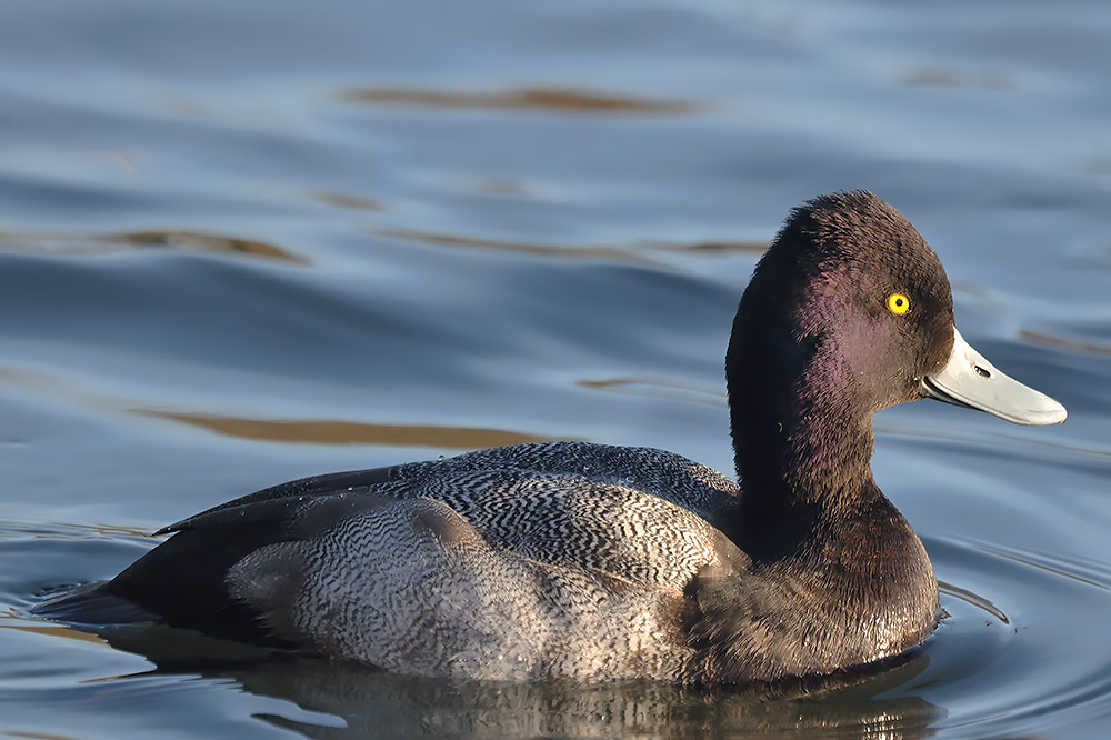 Lesser scaup