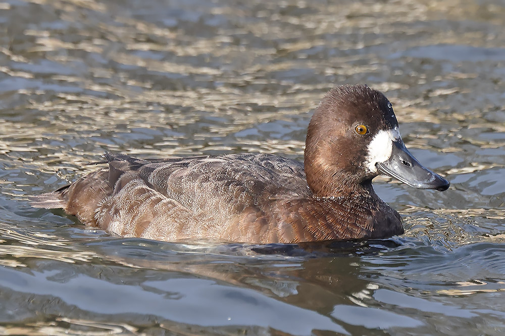 Lesser scaup