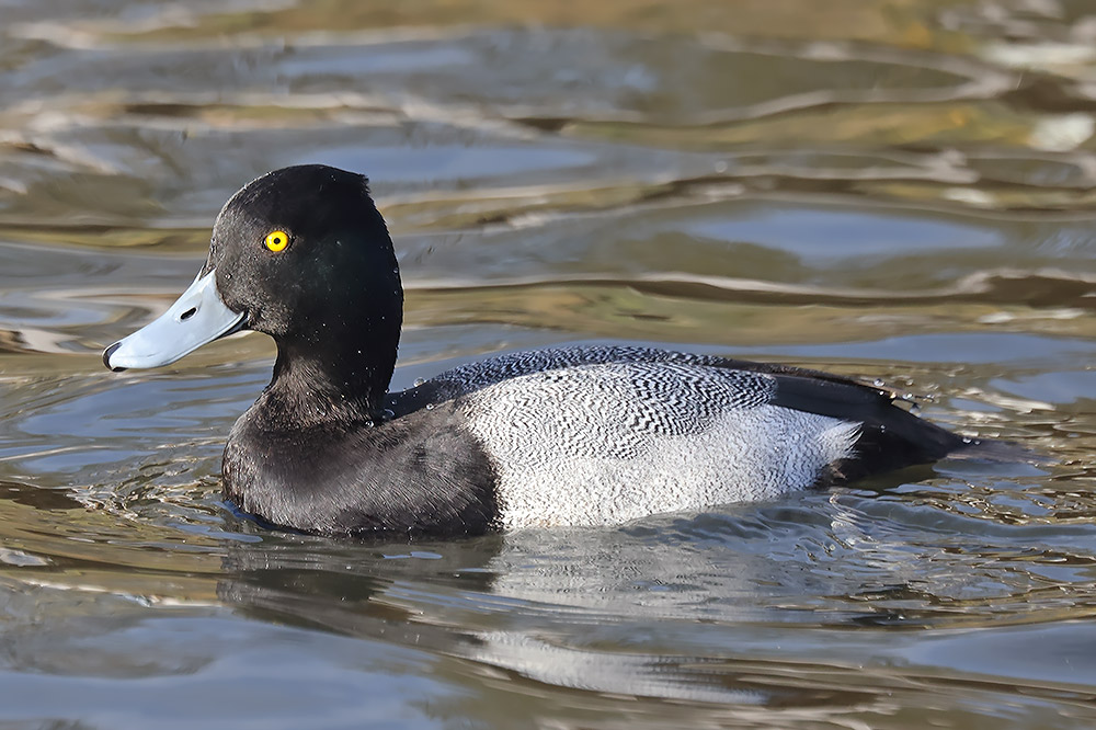 Lesser scaup
