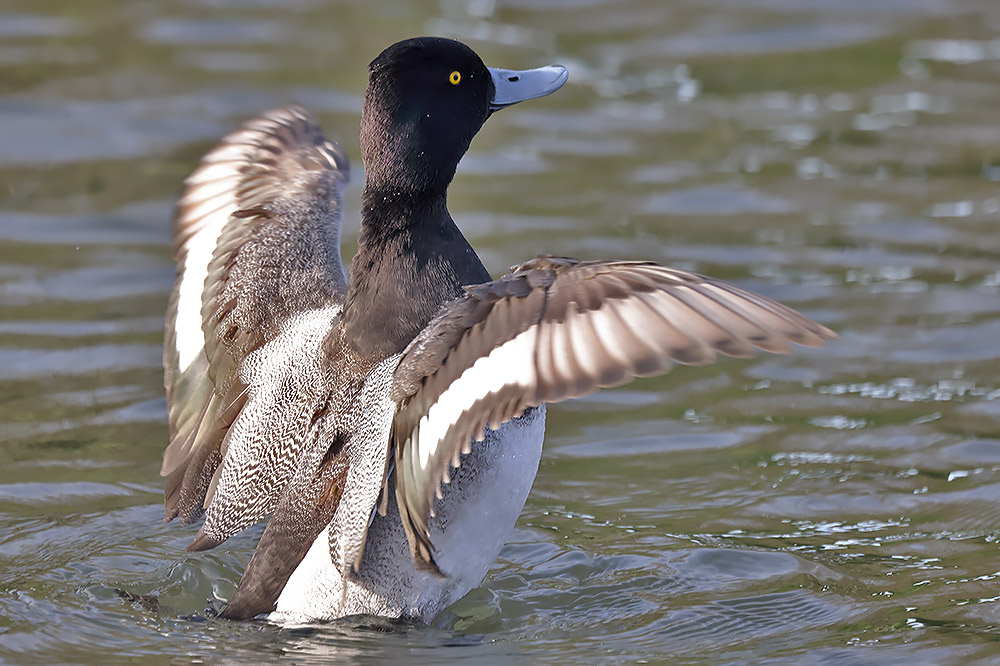 Lesser scaup