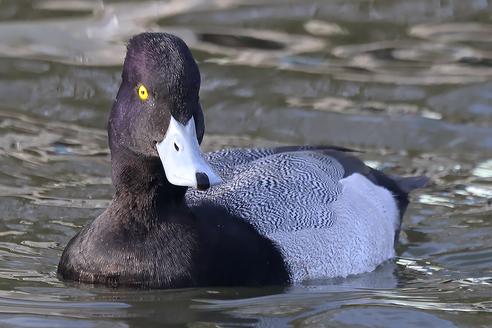 Lesser scaup