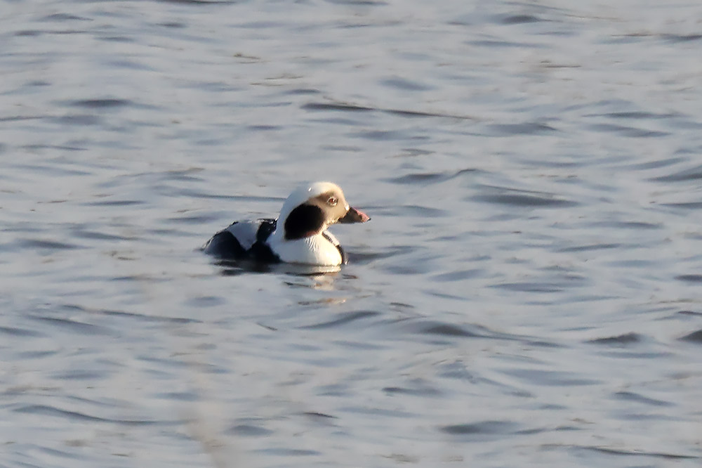 Long-tailed duck