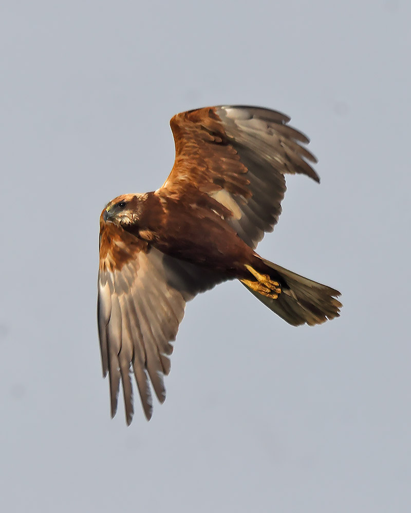 Marsh harrier