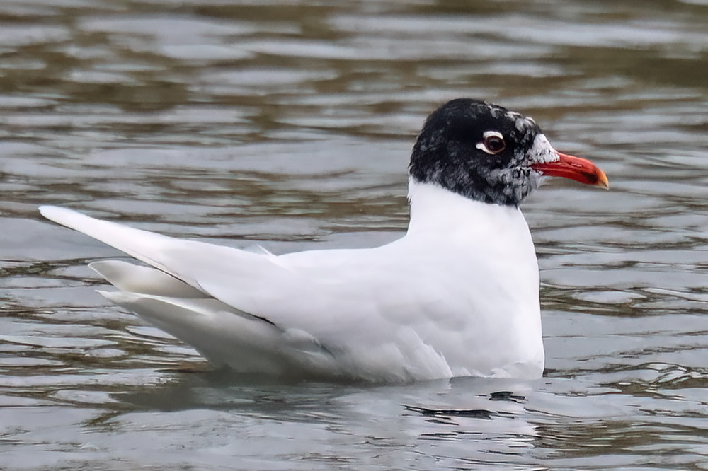 Mediterranean gull