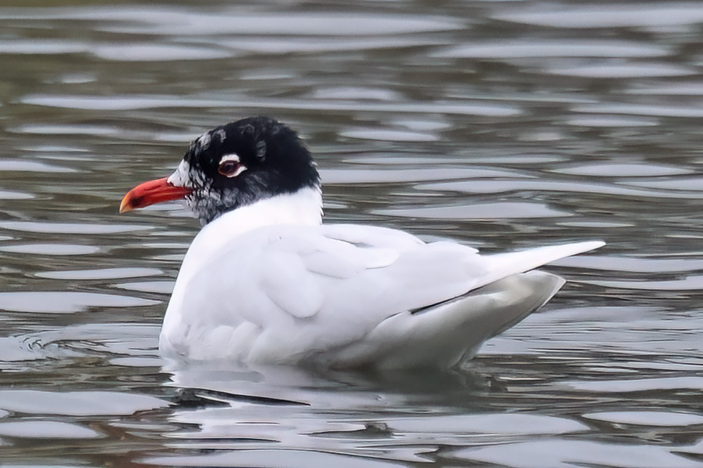 Mediterranean gull