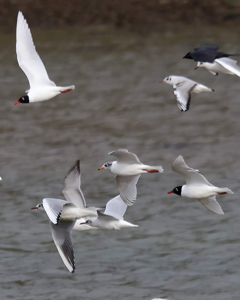 Gull flock