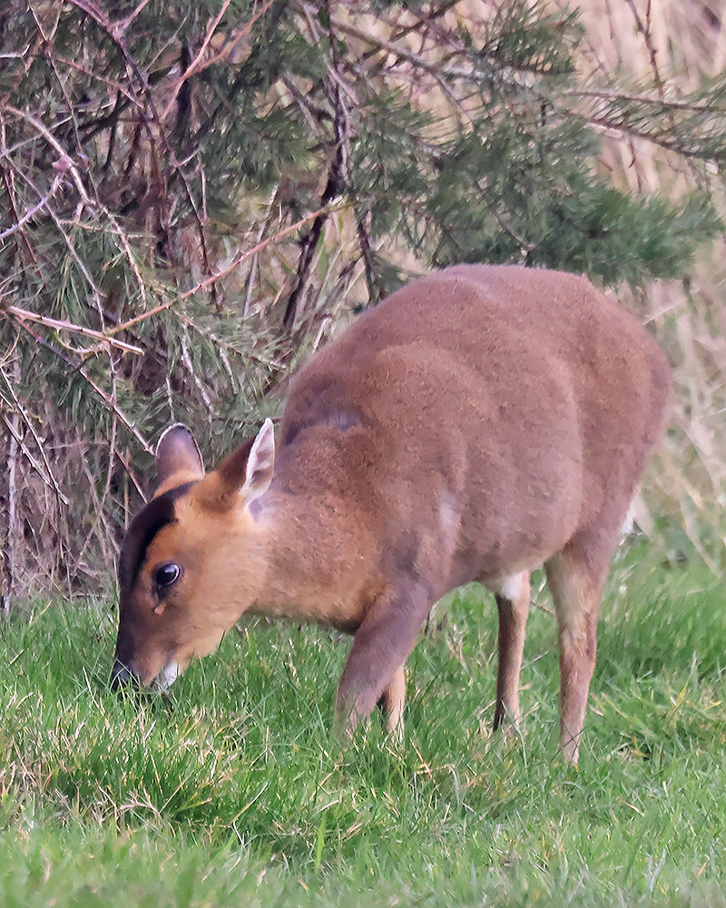 Muntjac