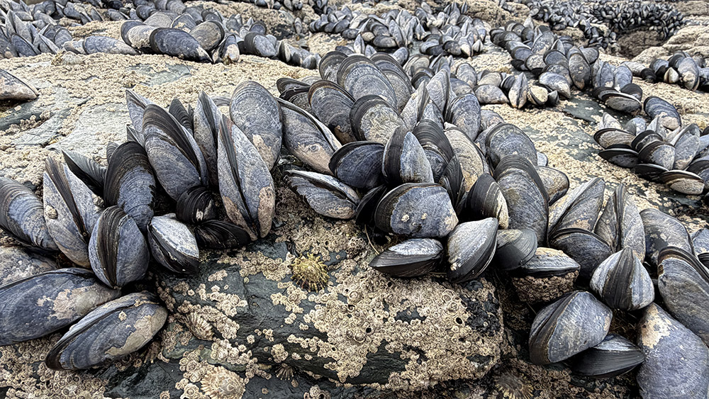 mussels