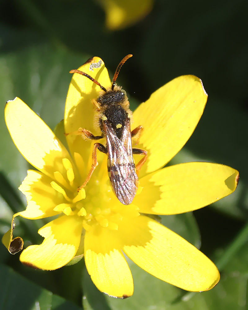 Nomada furcata
