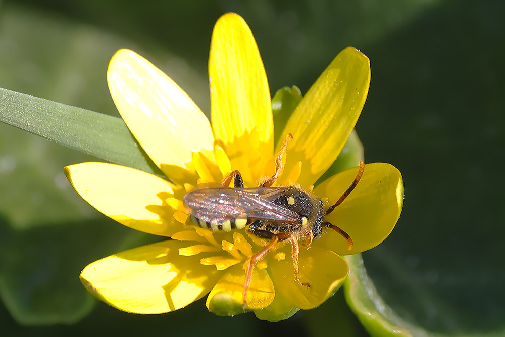 Nomada furcata