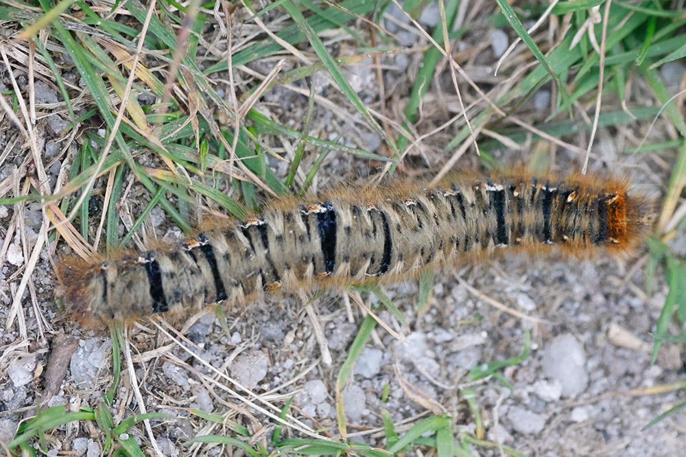 Oak eggar larva