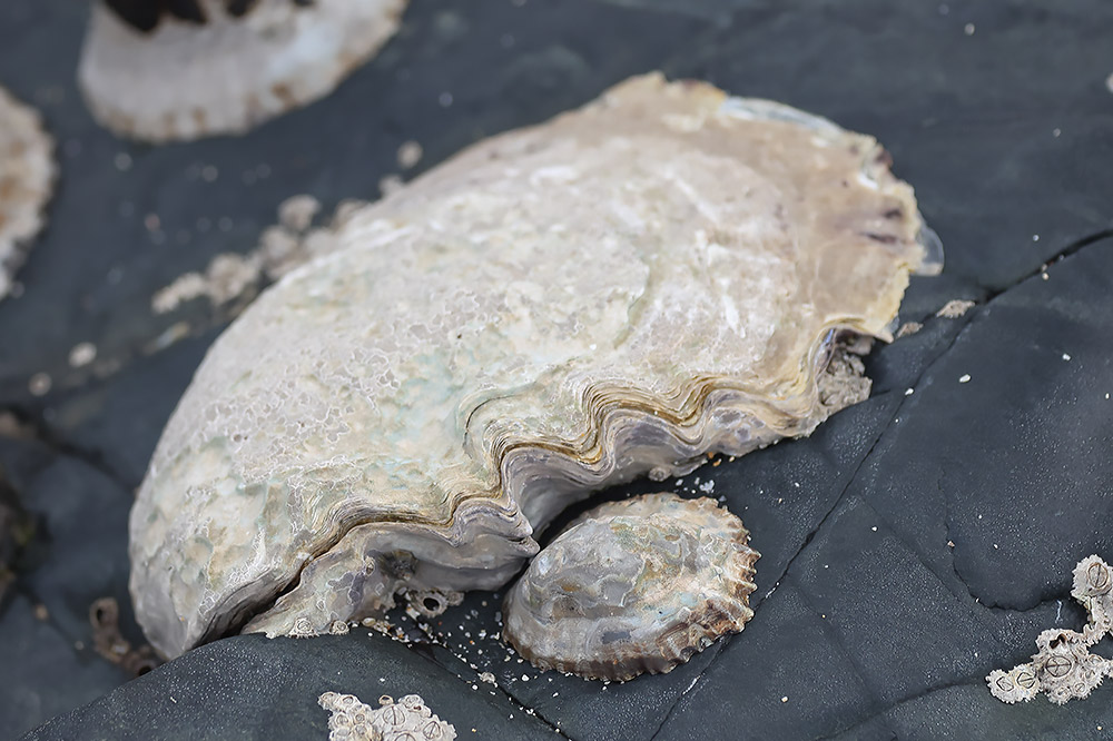 Pacific oyster
