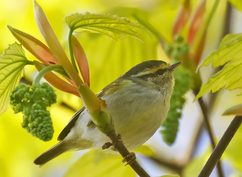 Pallas's warbler