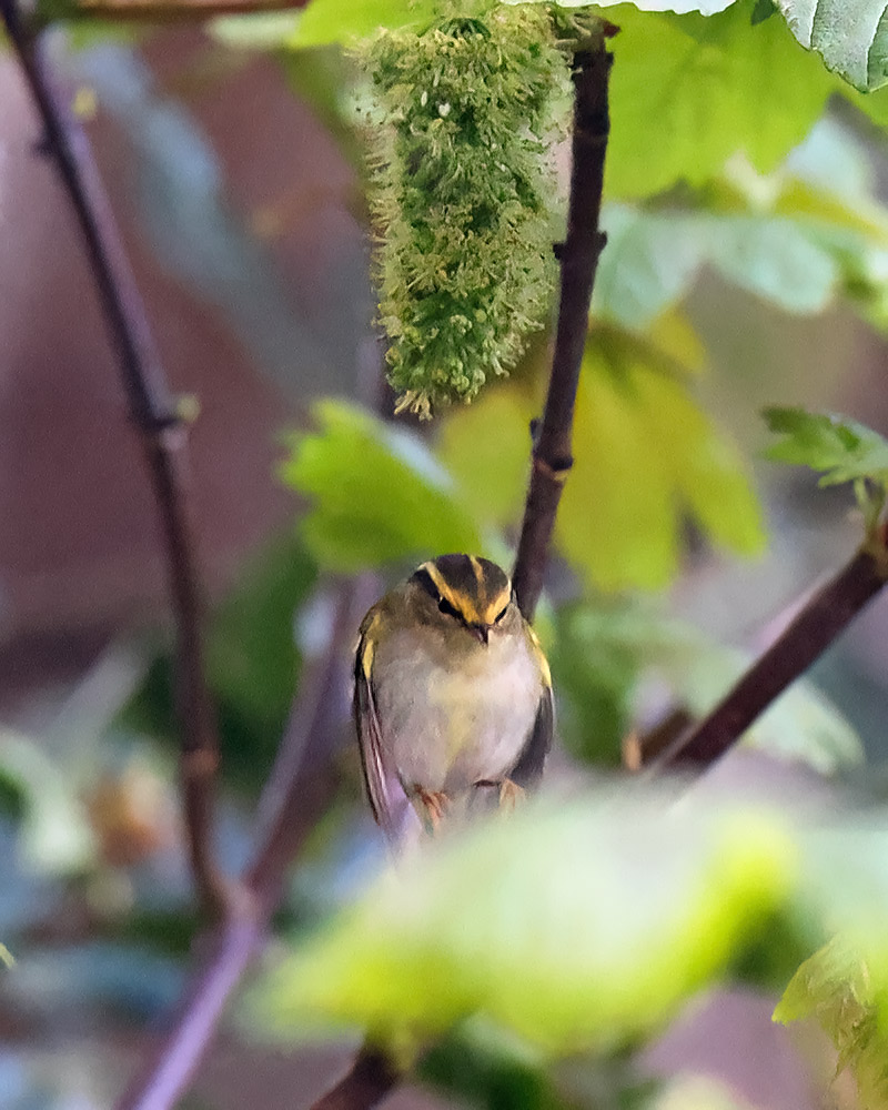 Pallas's warbler