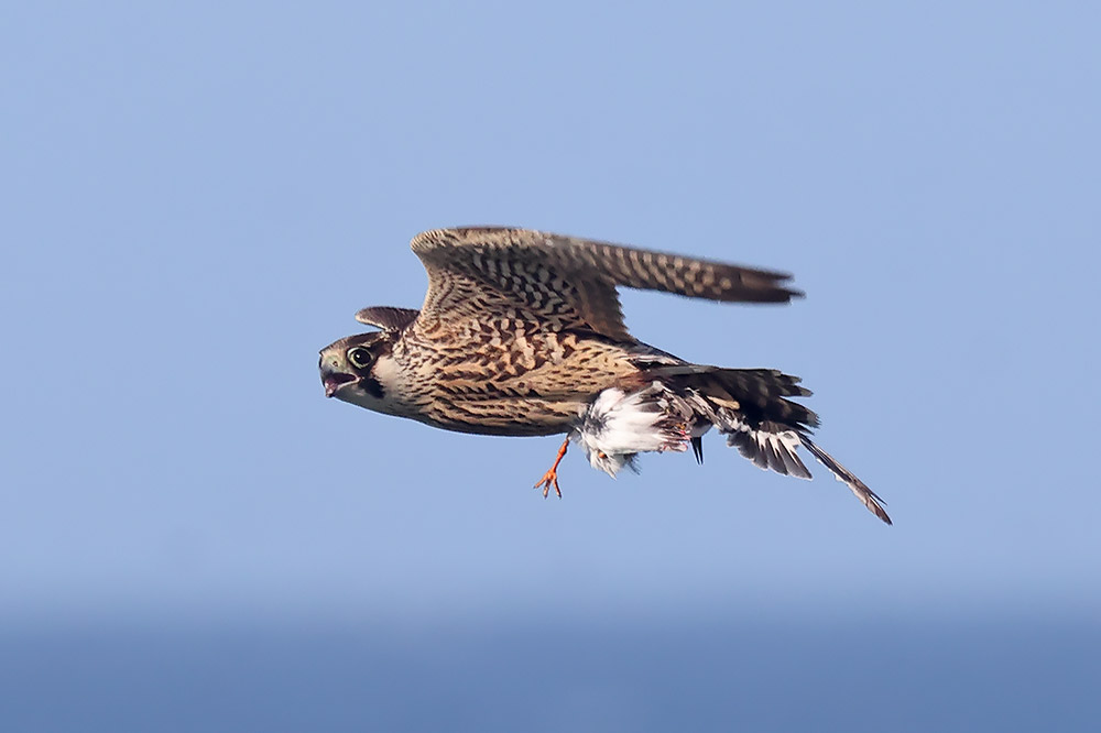 Peregrine