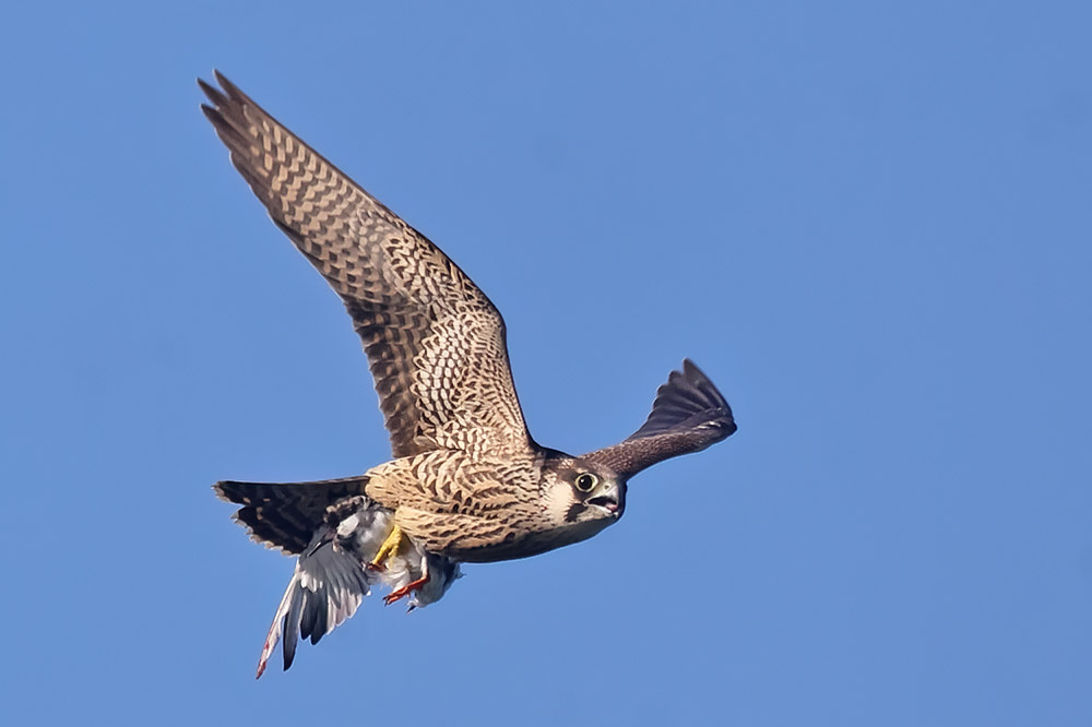 Peregrine