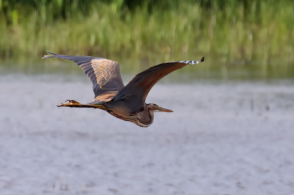 Purple heron