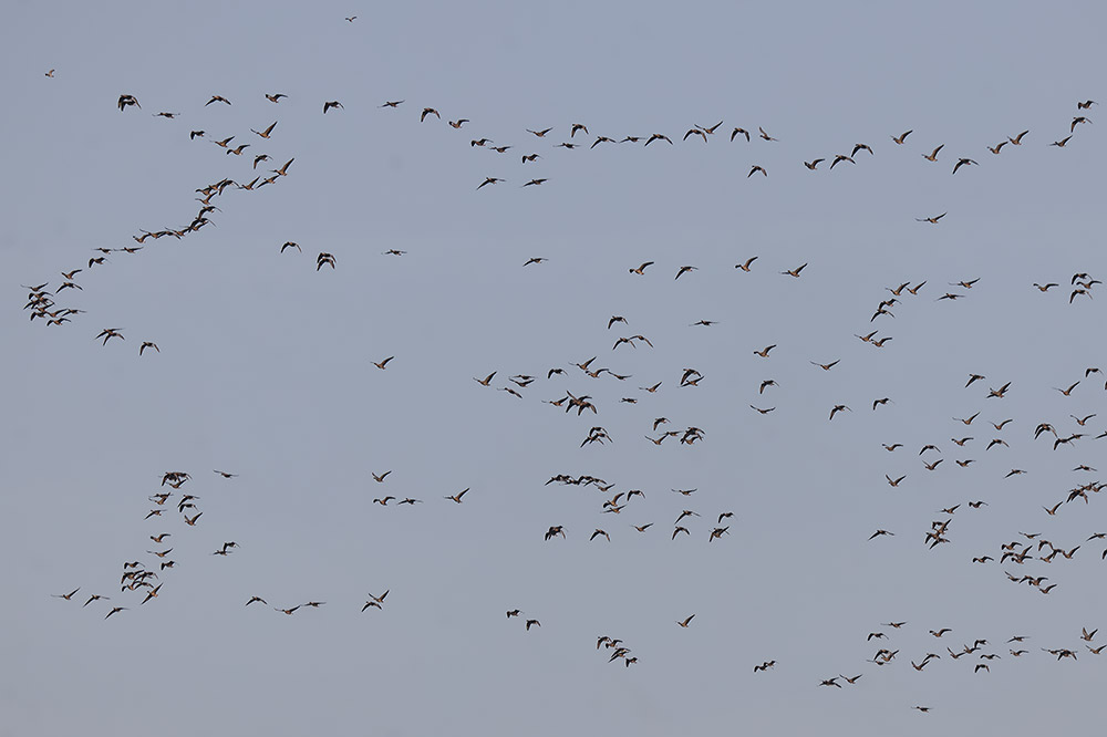 Pink-footed geese