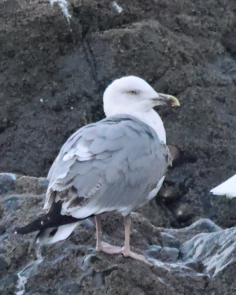 hybrid gull