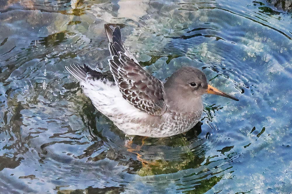 Purple sandpiper