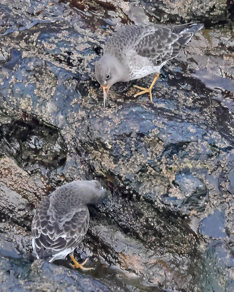 Purple sandpipers
