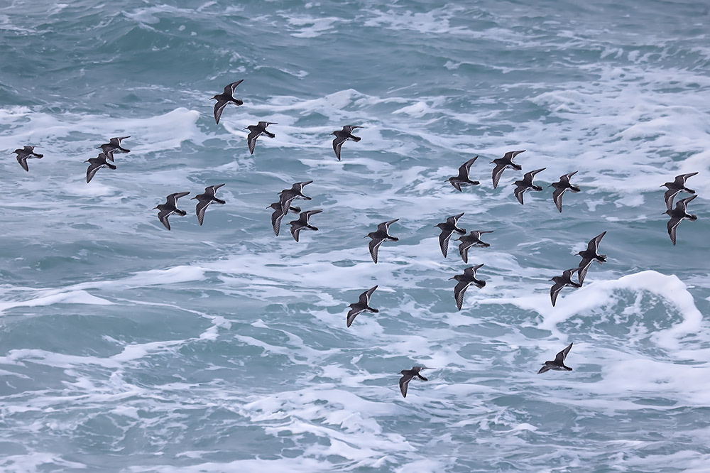 Purple sandpipers