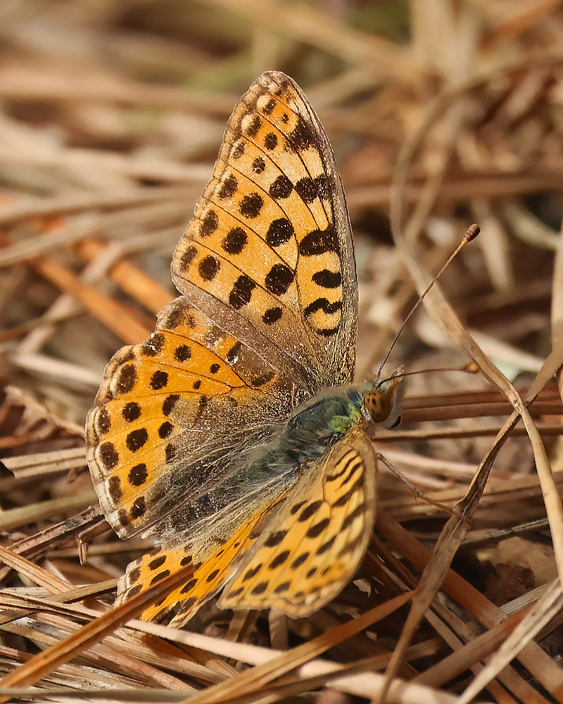 Queen of Spain fritillary