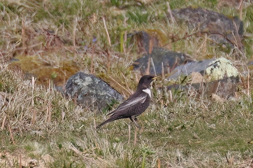 Ring ouzel