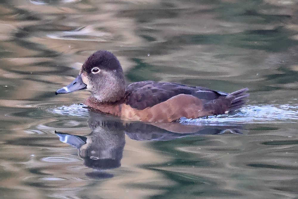 Ring-necked duck