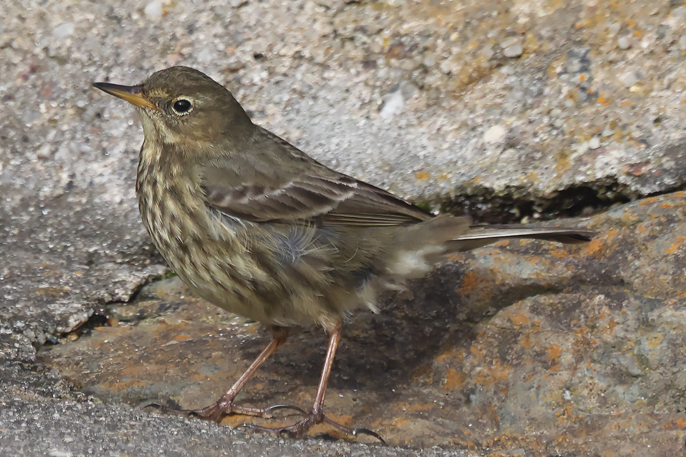Rock pipit