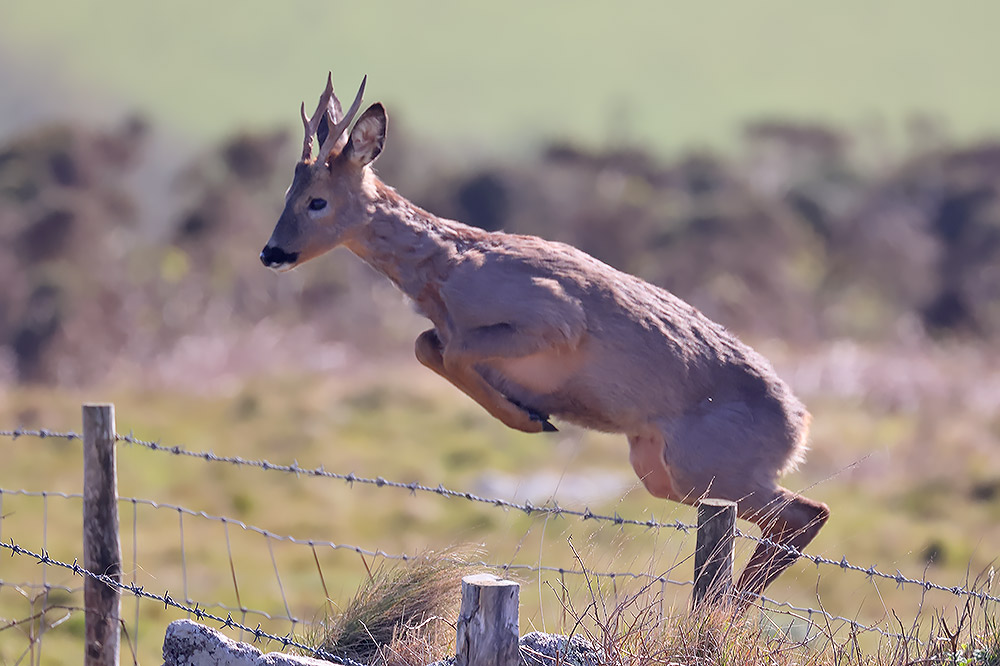Roe deer