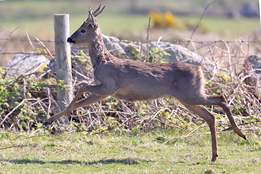 Roe deer