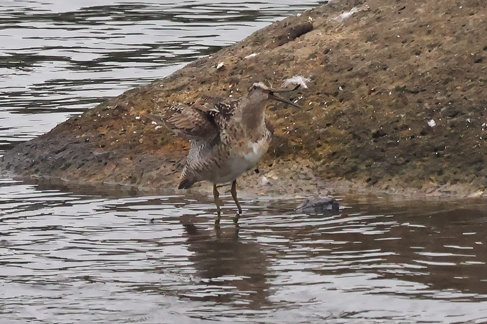 Short-billed dowitcher