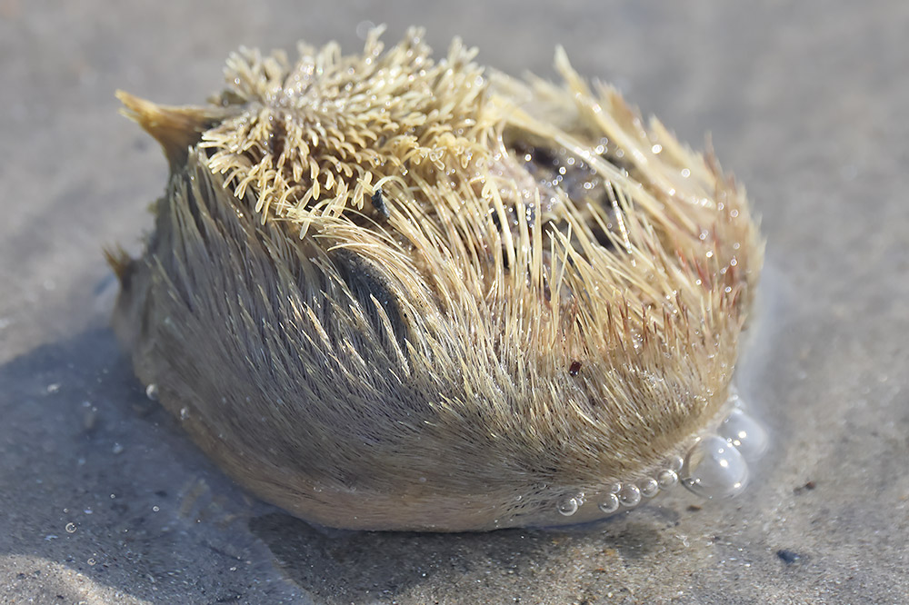 Sea potato