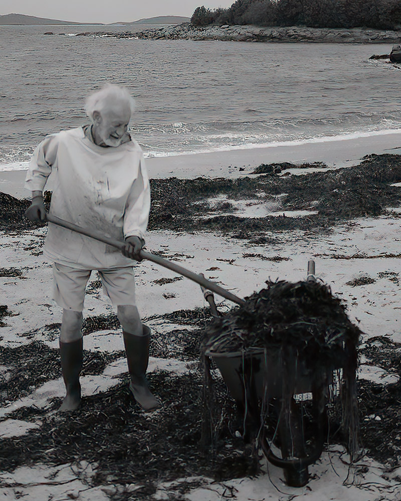 kelp harvesting