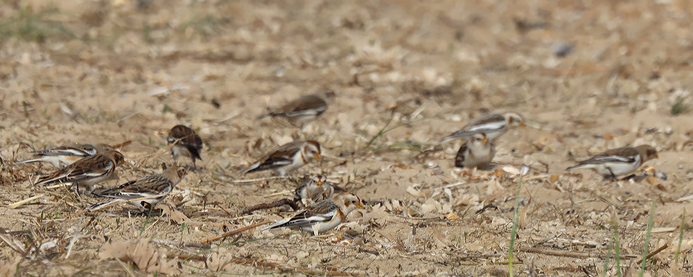 Snow bunting