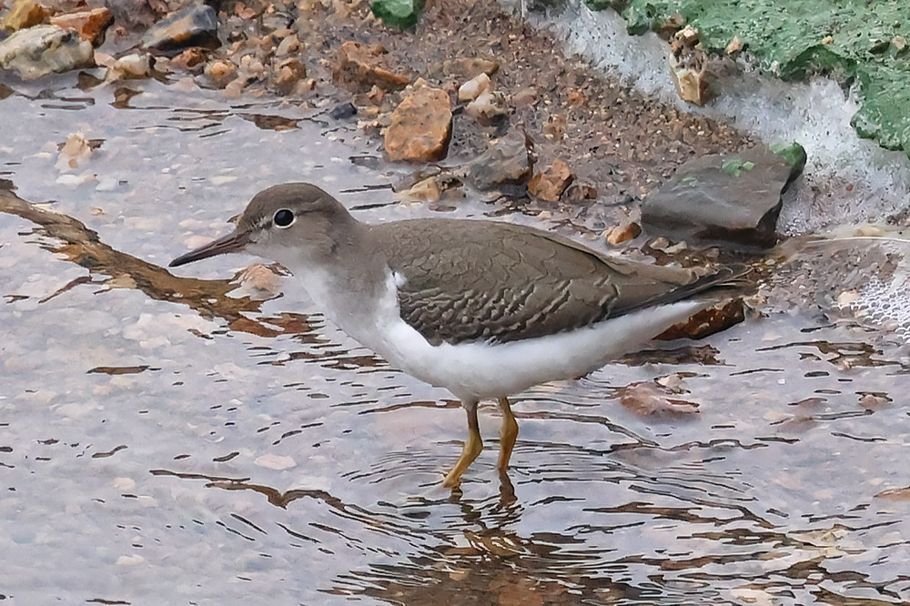 Spotted sandpiper