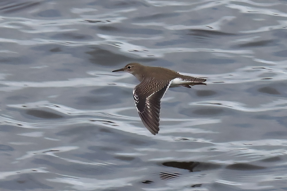 Spotted sandpiper